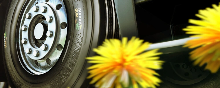Dandelion next to tyre